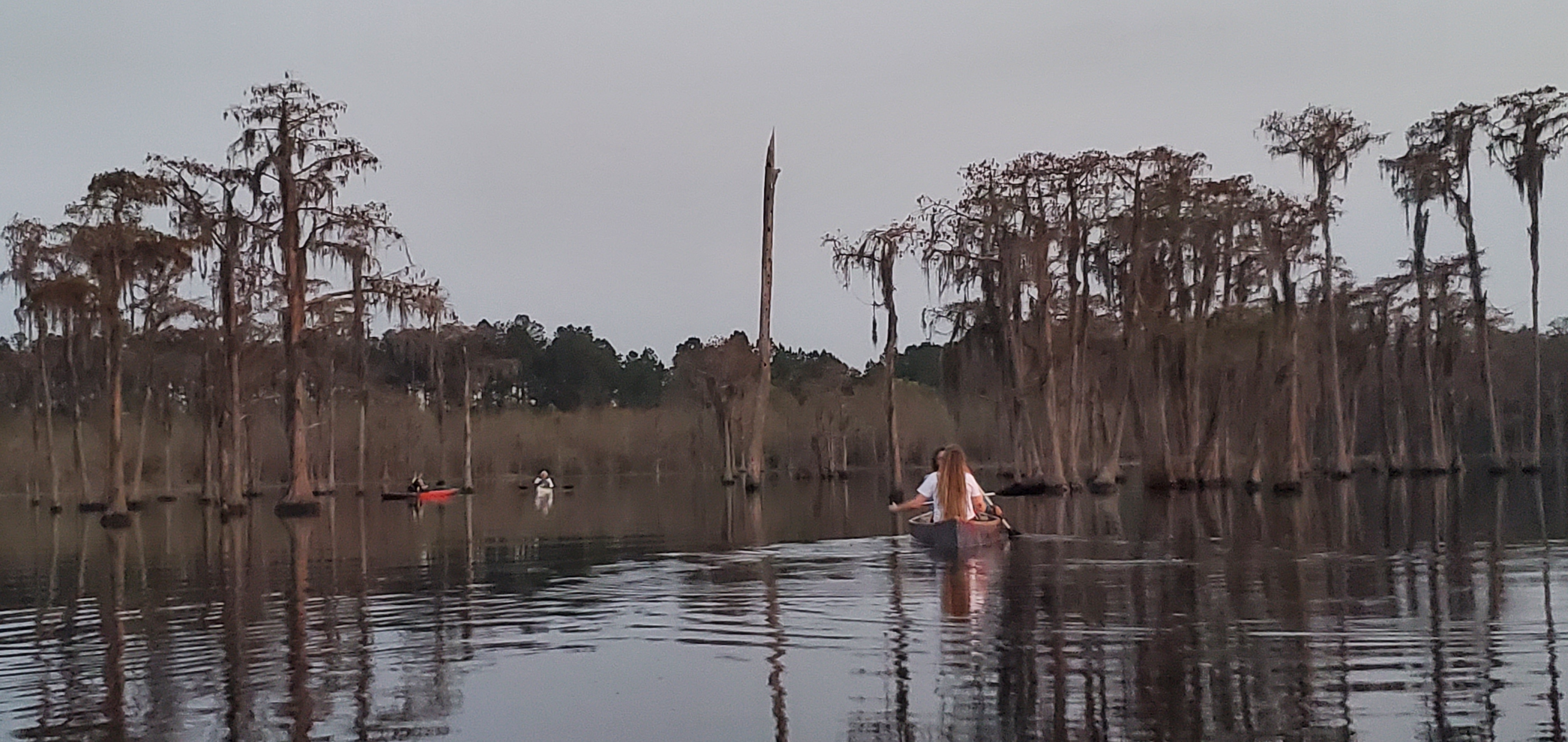 Boats at bat tree