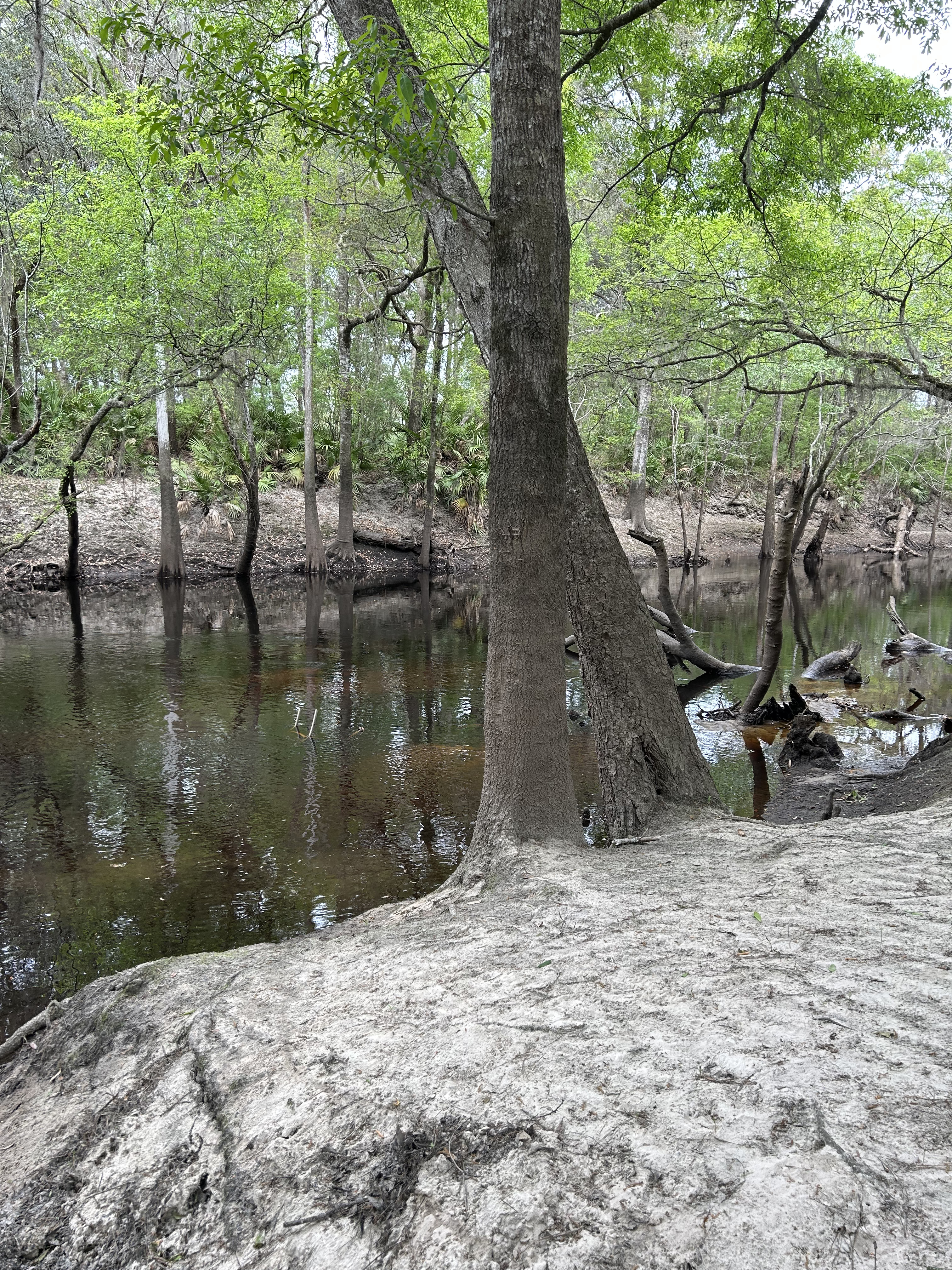 Staten Road, Withlacoochee River @ Staten Road 2023-03-09