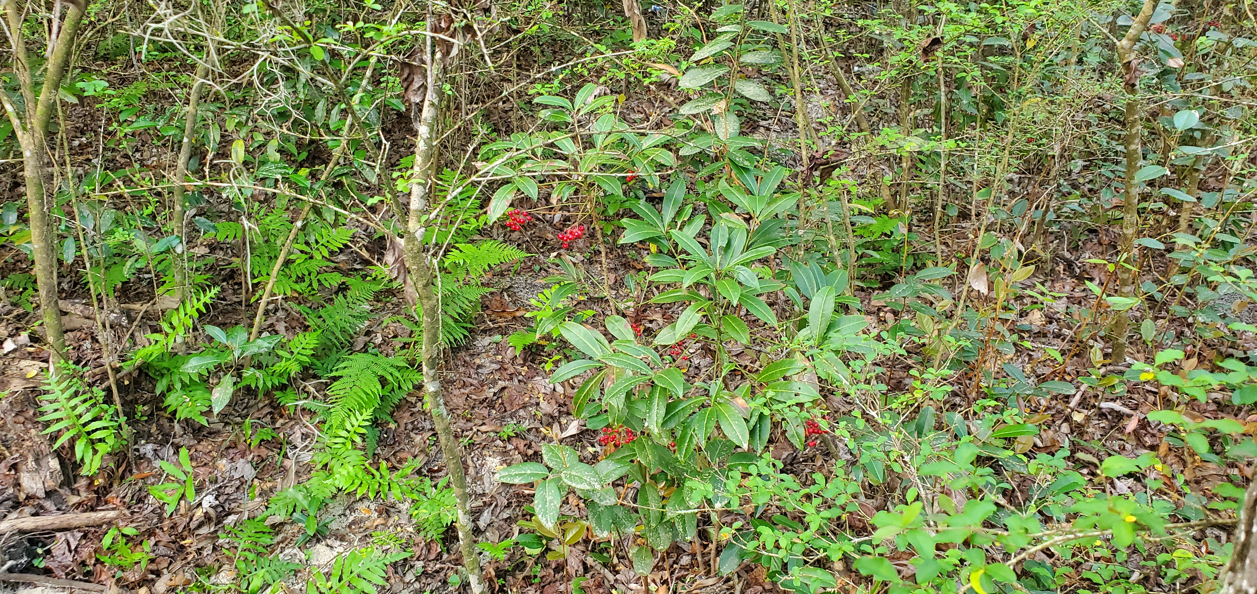 Nandina berries, poisonous to all animals, 2023:03:25 08:36:43, 30.8630816, -83.3020316