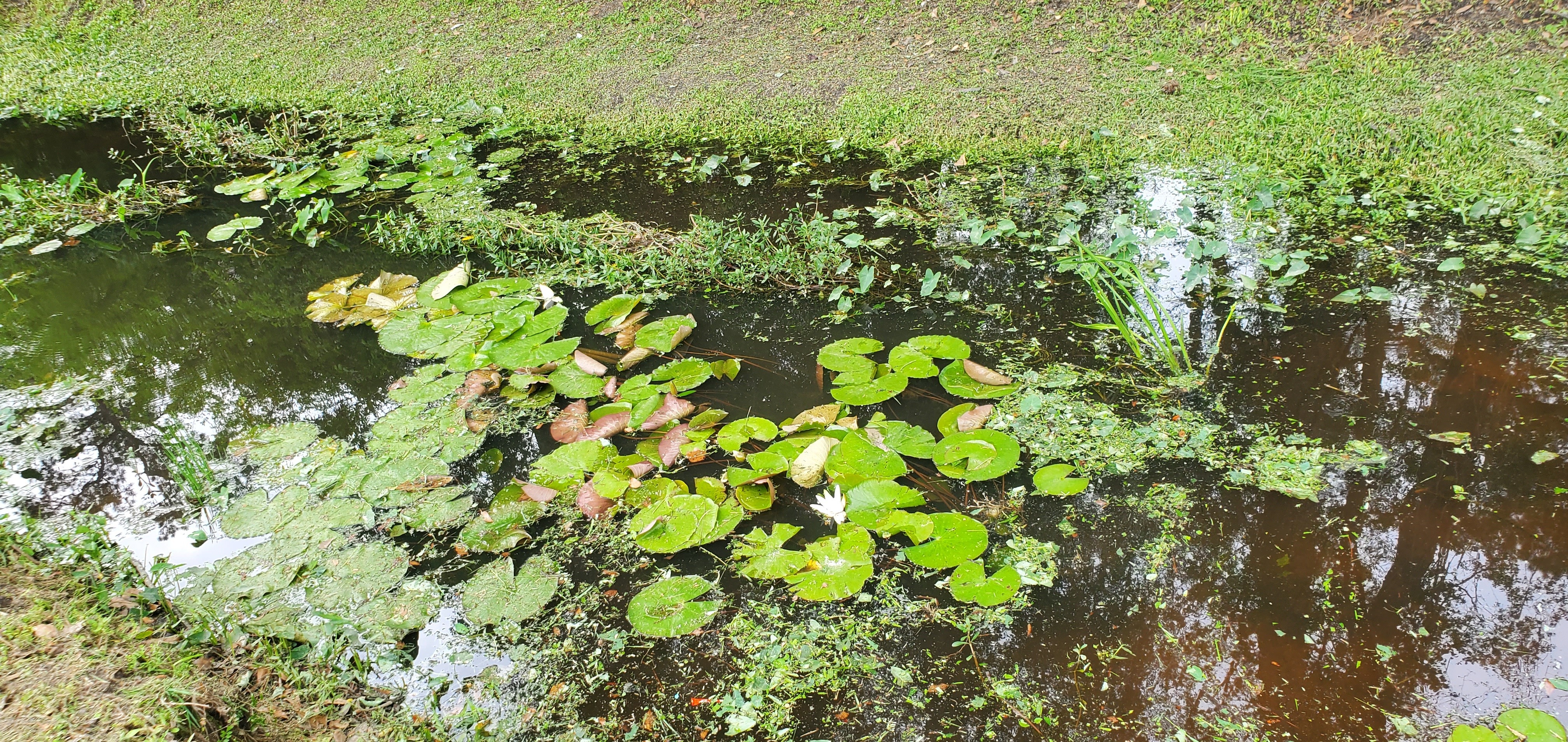 Blooming lily pads, Two Mile Branch, 2023-03-29, 15:56:07, 30.8670243, -83.2859296