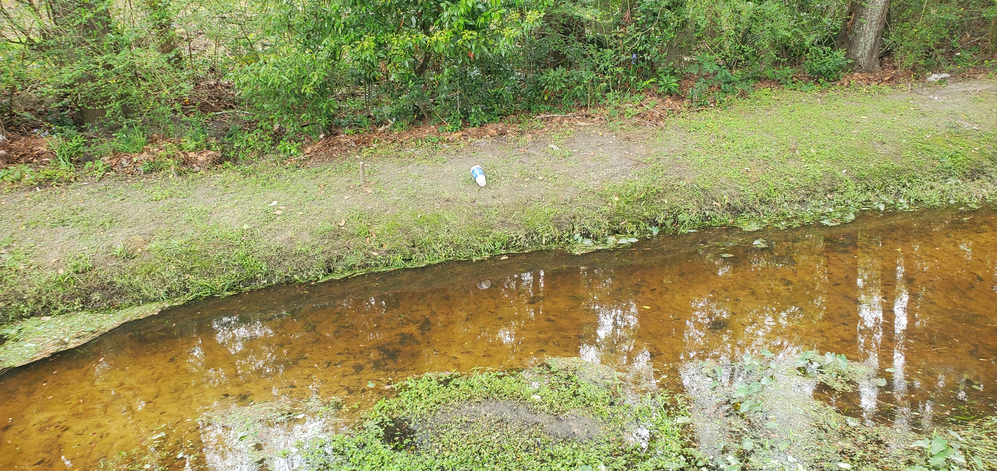 Reflected styrofoam cup, Two Mile Branch, 2023-03-29, 15:57:23, 30.8671240, -83.2851700