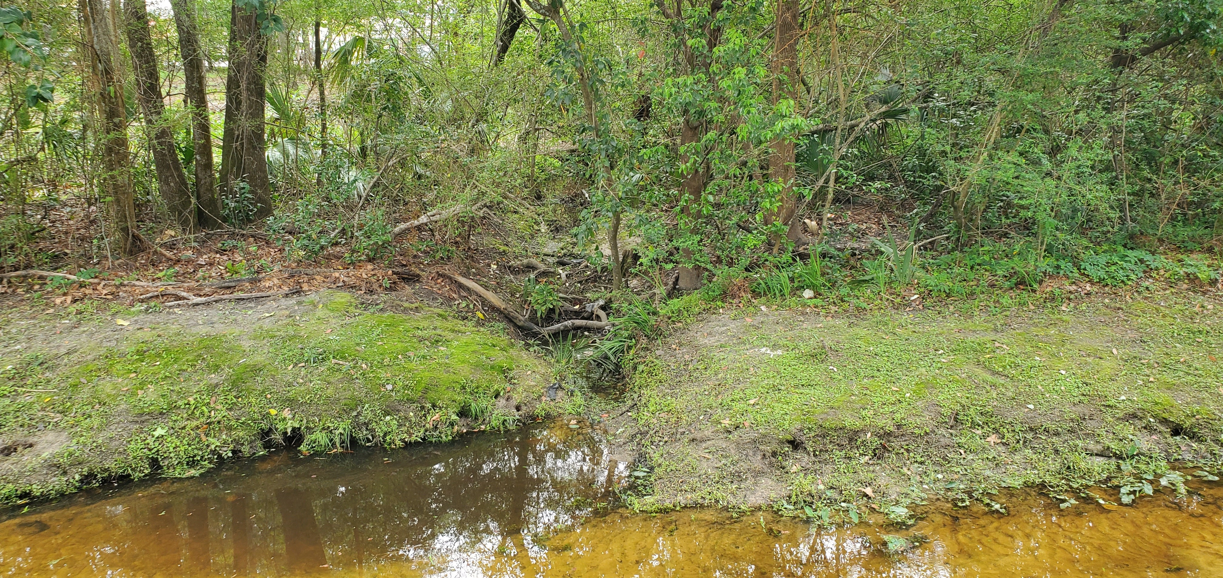 Outfall with cup, Two Mile Branch, 2023-03-29, 15:57:38, 30.8676402, -83.2854221