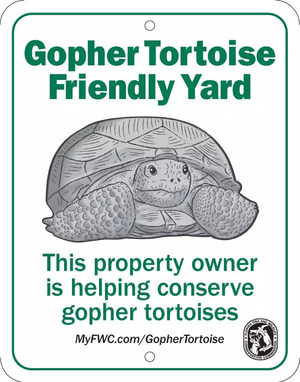 [Gopher tortoise friendly yard --FFWCC]