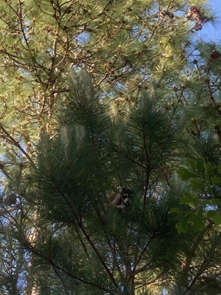 Raccoon in tree