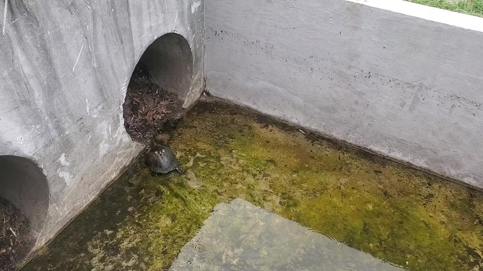 Movie: Turtle started towards culverts (63M)