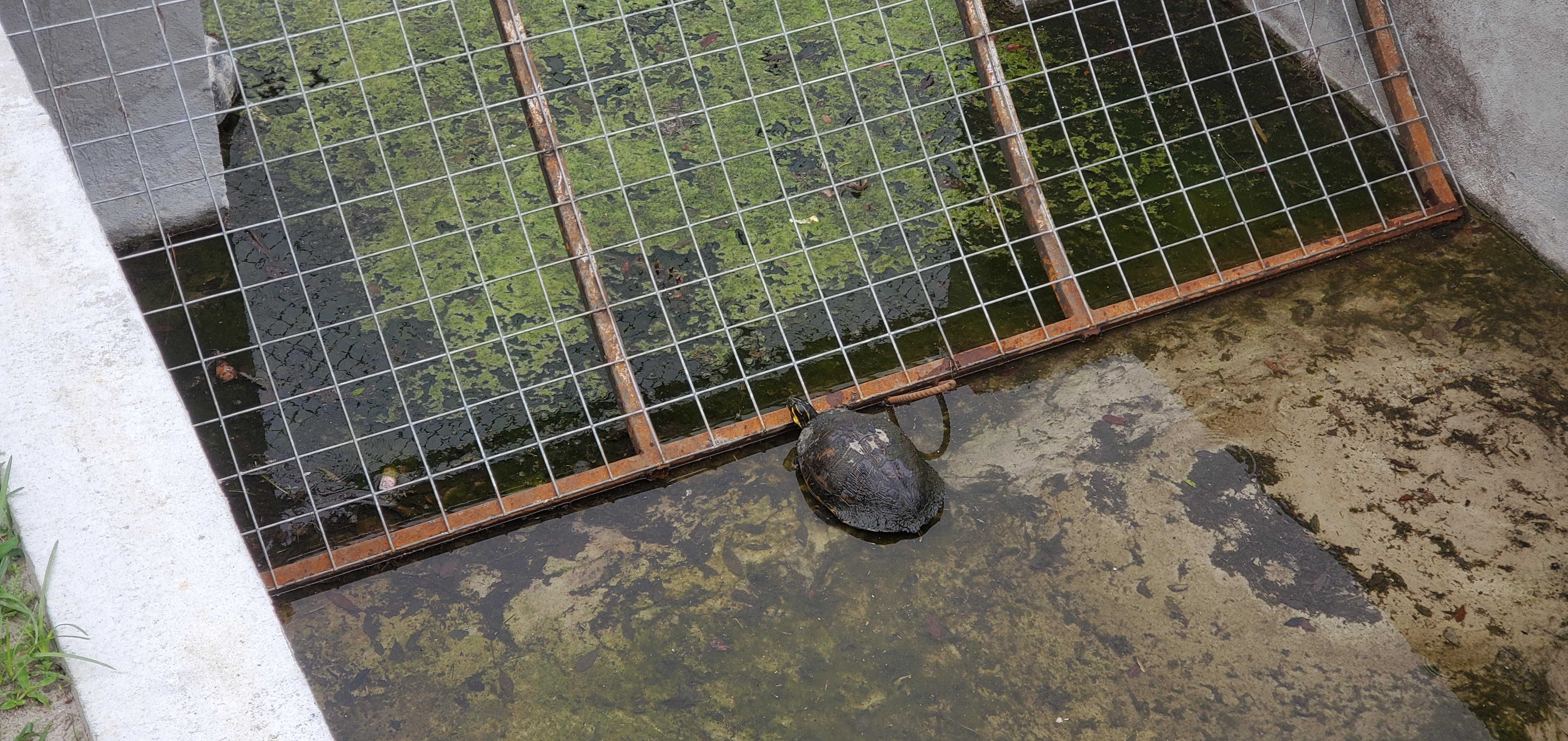 Turtle really wanted to go to detention pond