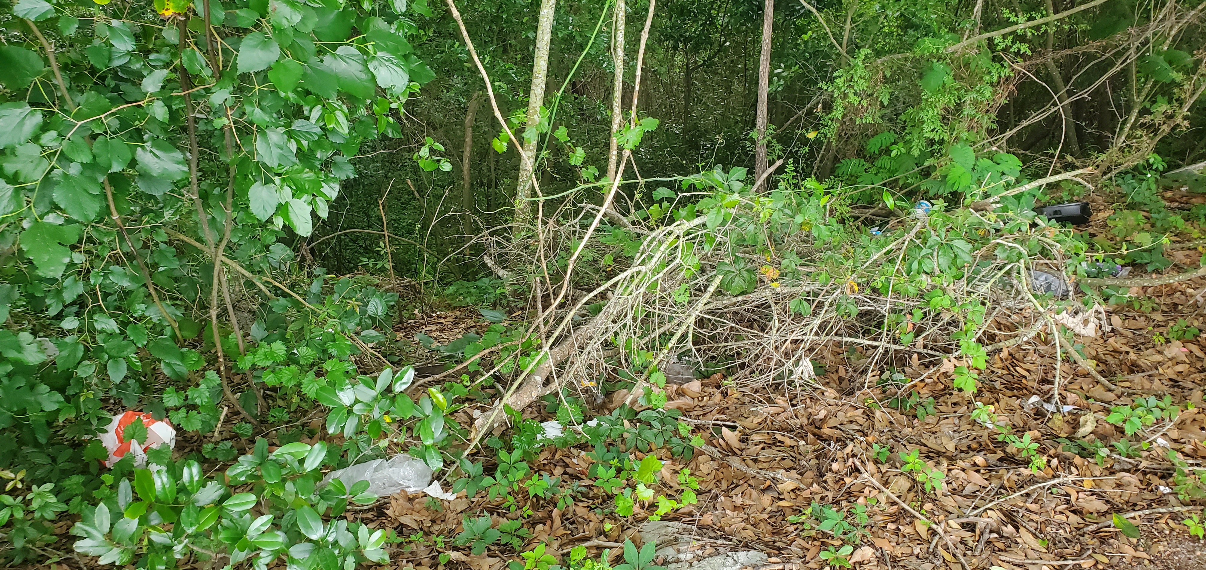 Trash at parking lot above Hightower Creek, St. Augustine Road