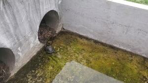 [Movie: Turtle started towards culverts (63M)]