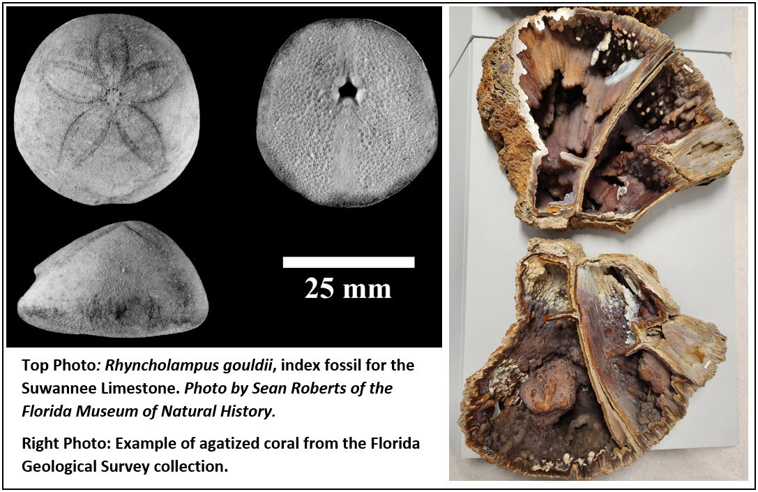 Fossil examples