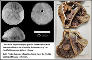 [Fossil examples]