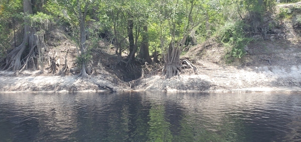 [Gnarly tree roots, 12:56:36, 30.3225220, -82.7147920]