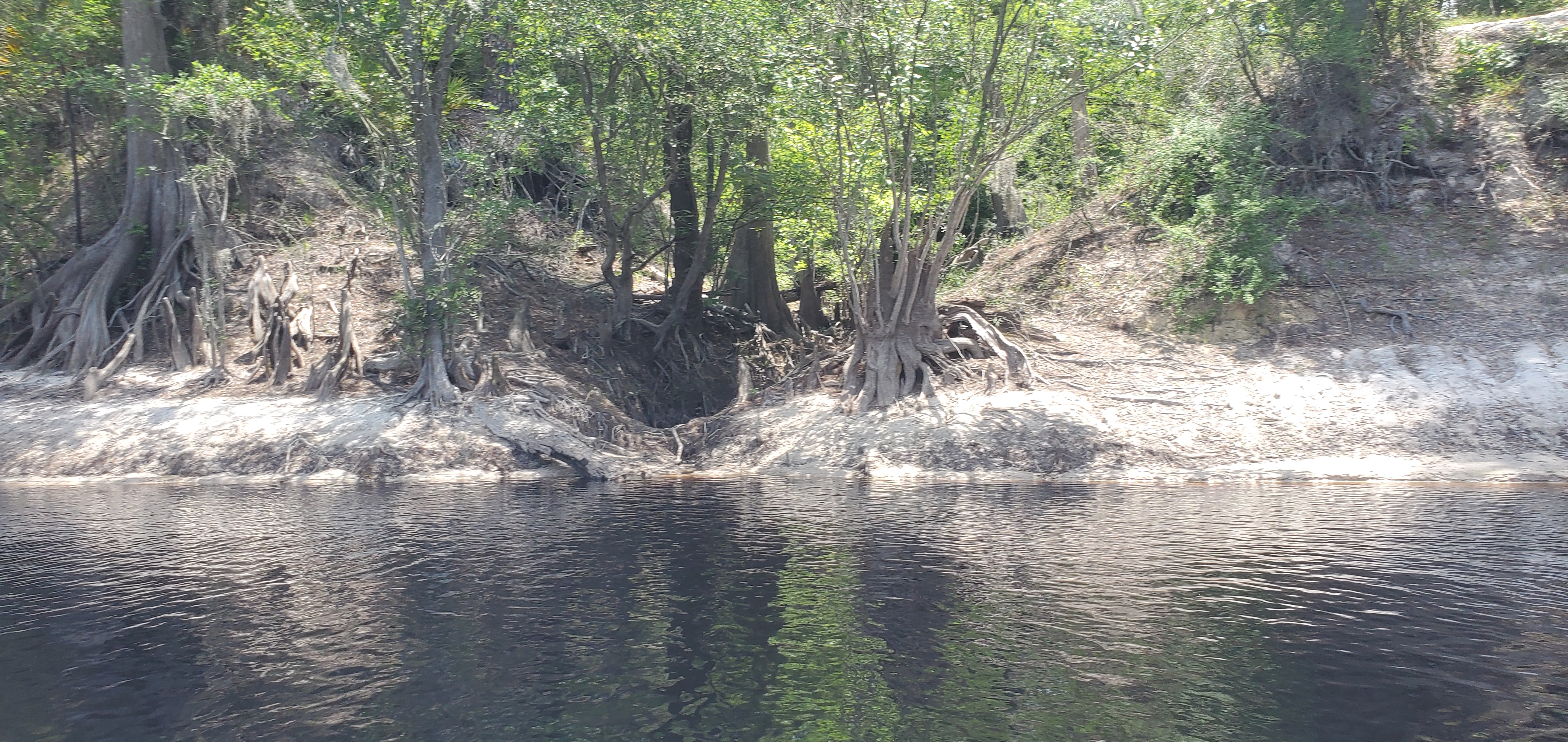 Gnarly tree roots, 12:56:36, 30.3225220, -82.7147920