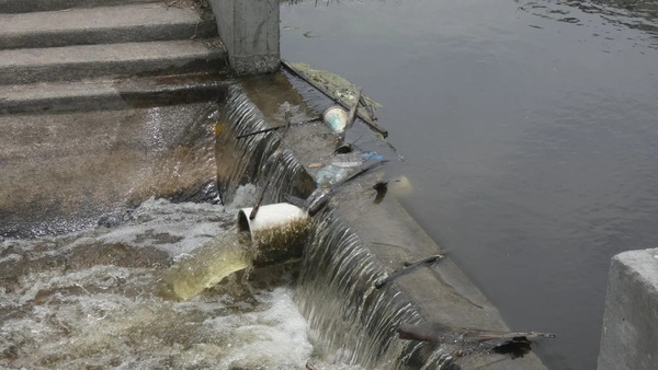 Sand Point Park Sewer polluted water flowing to Indian River Lagoon 2021-04-24 --Florida Today