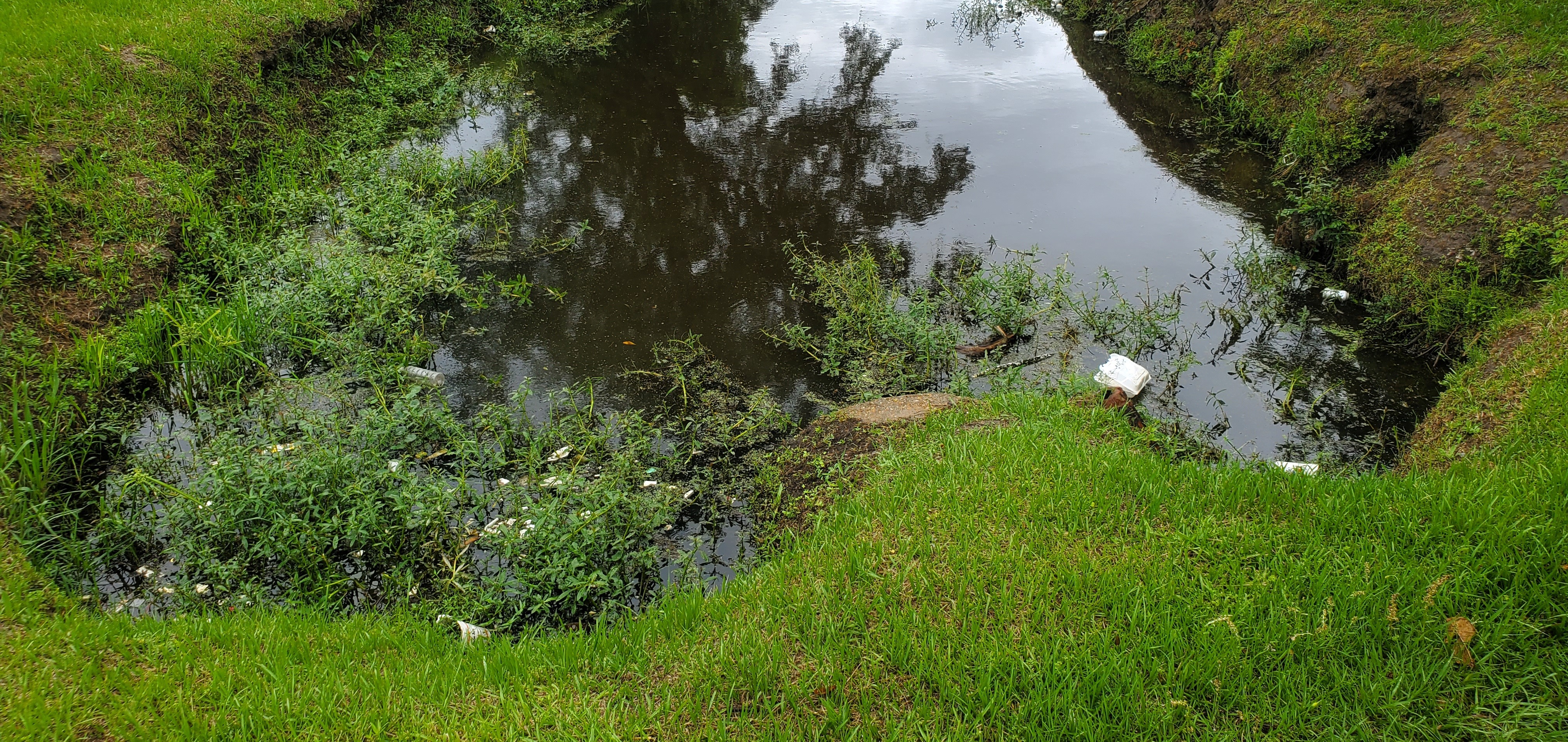 Styrofoam box in Dukes Bay Canal, e. of S. Oak Street, 2023:05:23 16:00:54, 30.8237493, -83.2787199