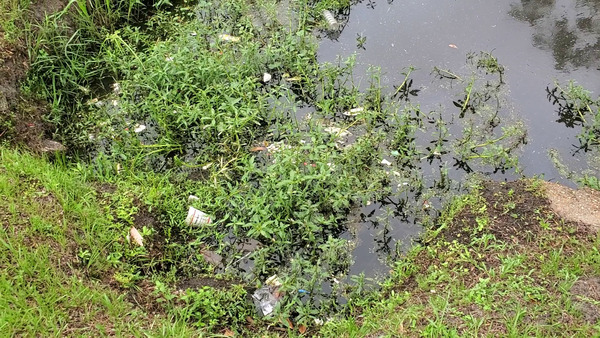 Cook Out cup in Dukes Bay Canal, east of Oak Street, across from Southside Rec Center