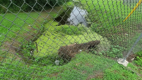 Trash in Dukes Bay Canal, west of Oak Street, by Southside Rec Center