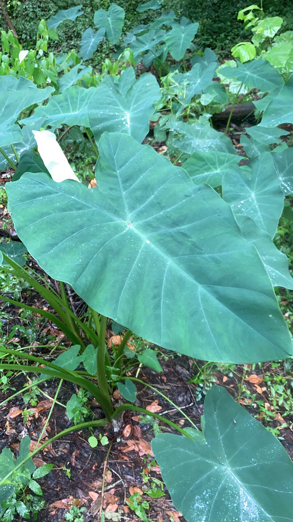 Elephant ears --GQ