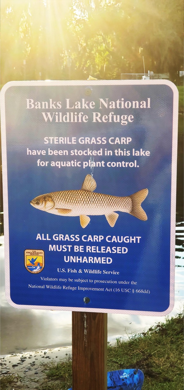 Portrait Sterile Grass Carp sign