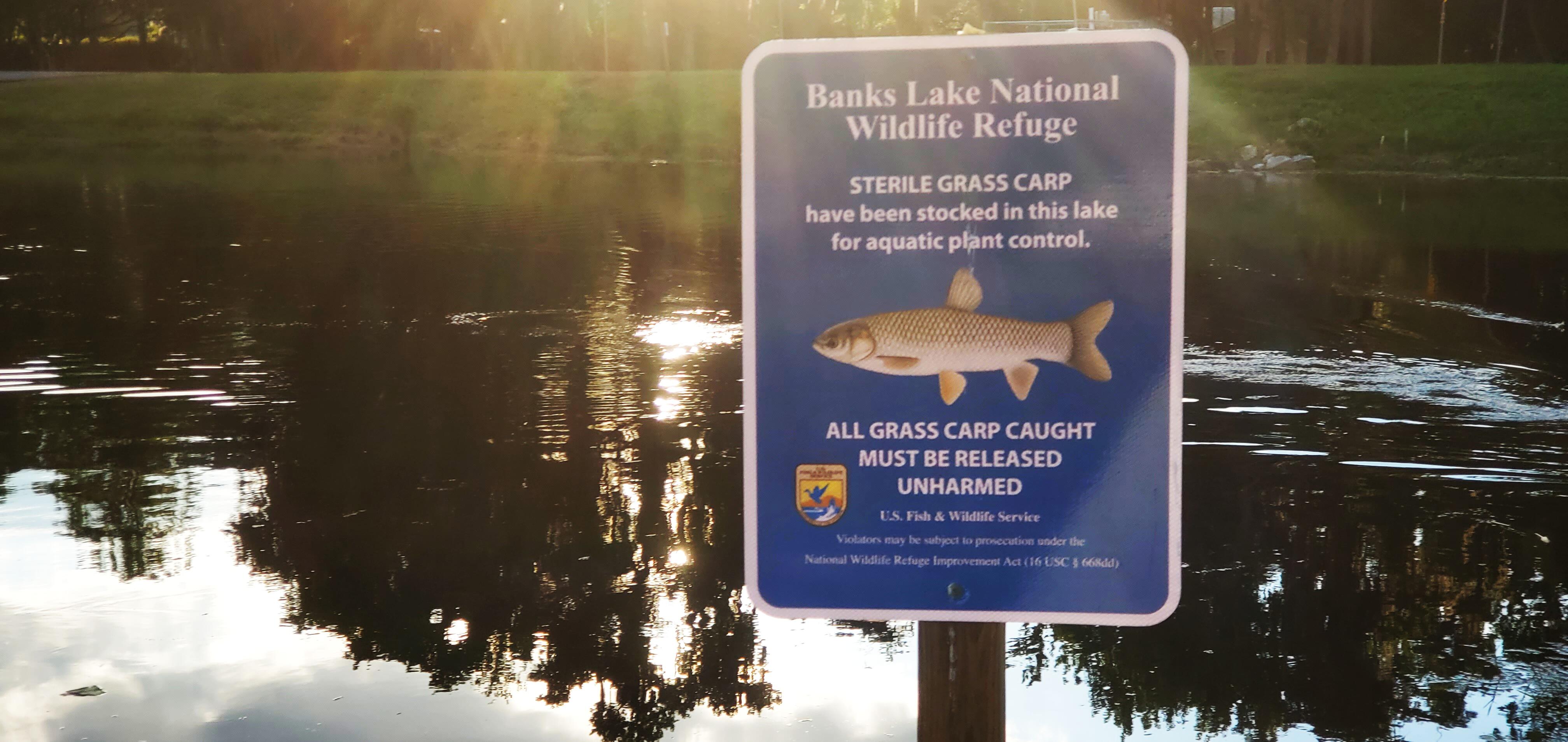 Sterile Grass Carp sign