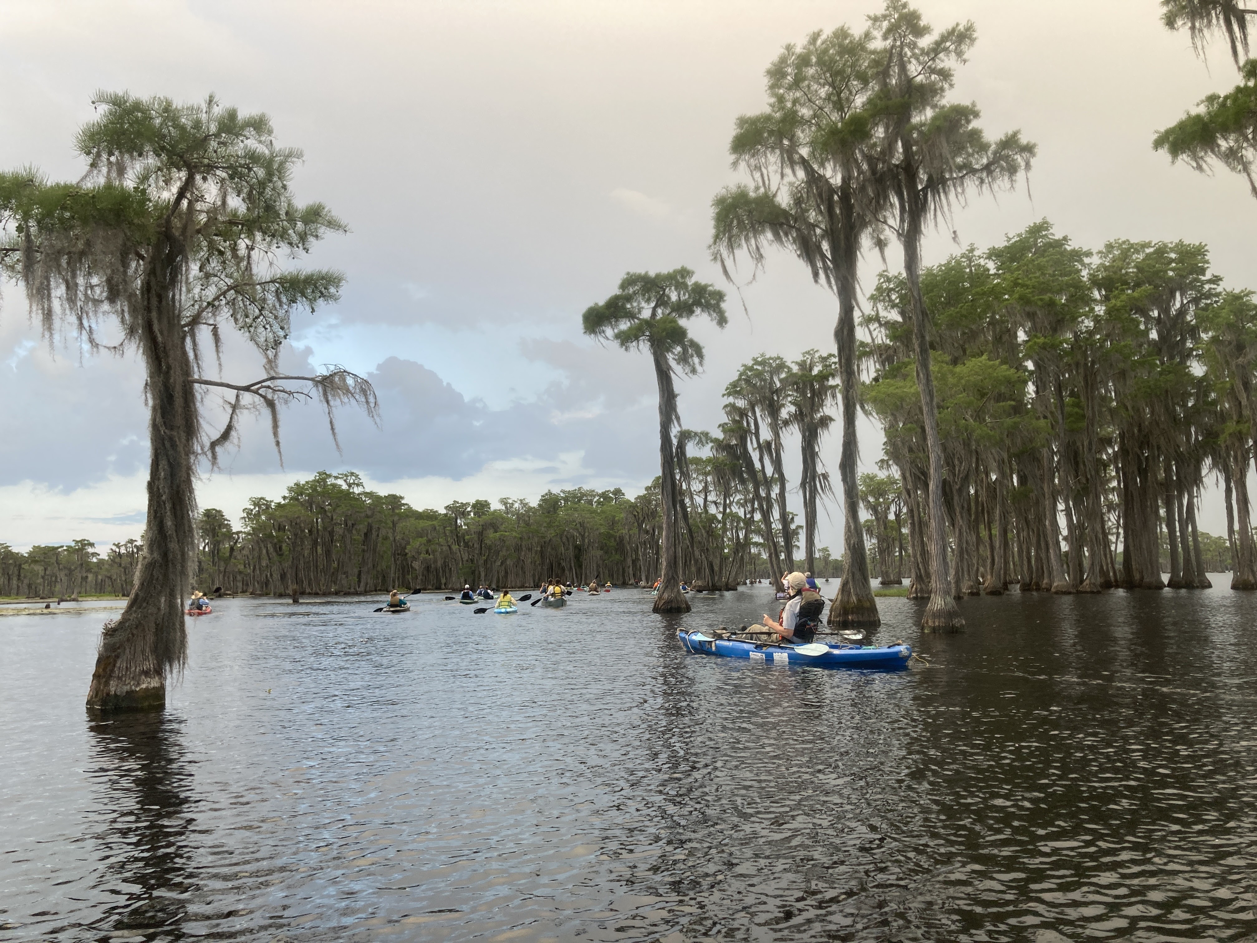 Into the cypress trees --Gretchen Quarterman