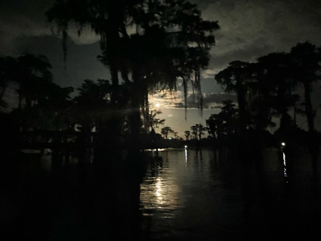 Moon framed by cypress --Gee Edwards