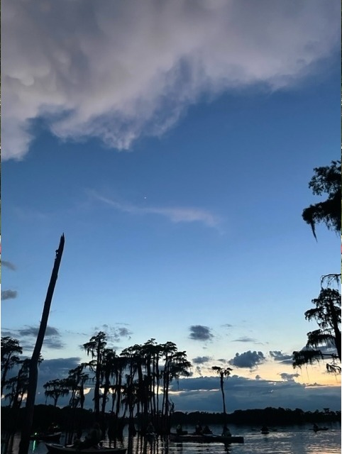 Blue sky bat tree --Gee Edwards