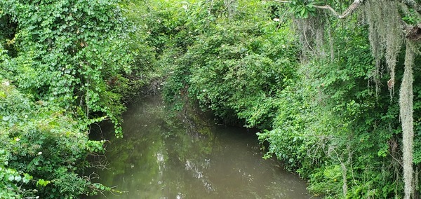 Clyatt Mill Creek upstream, Clyattville-Nankin Road, 2023:06:08 12:55:52, 30.6917232, -83.3268474