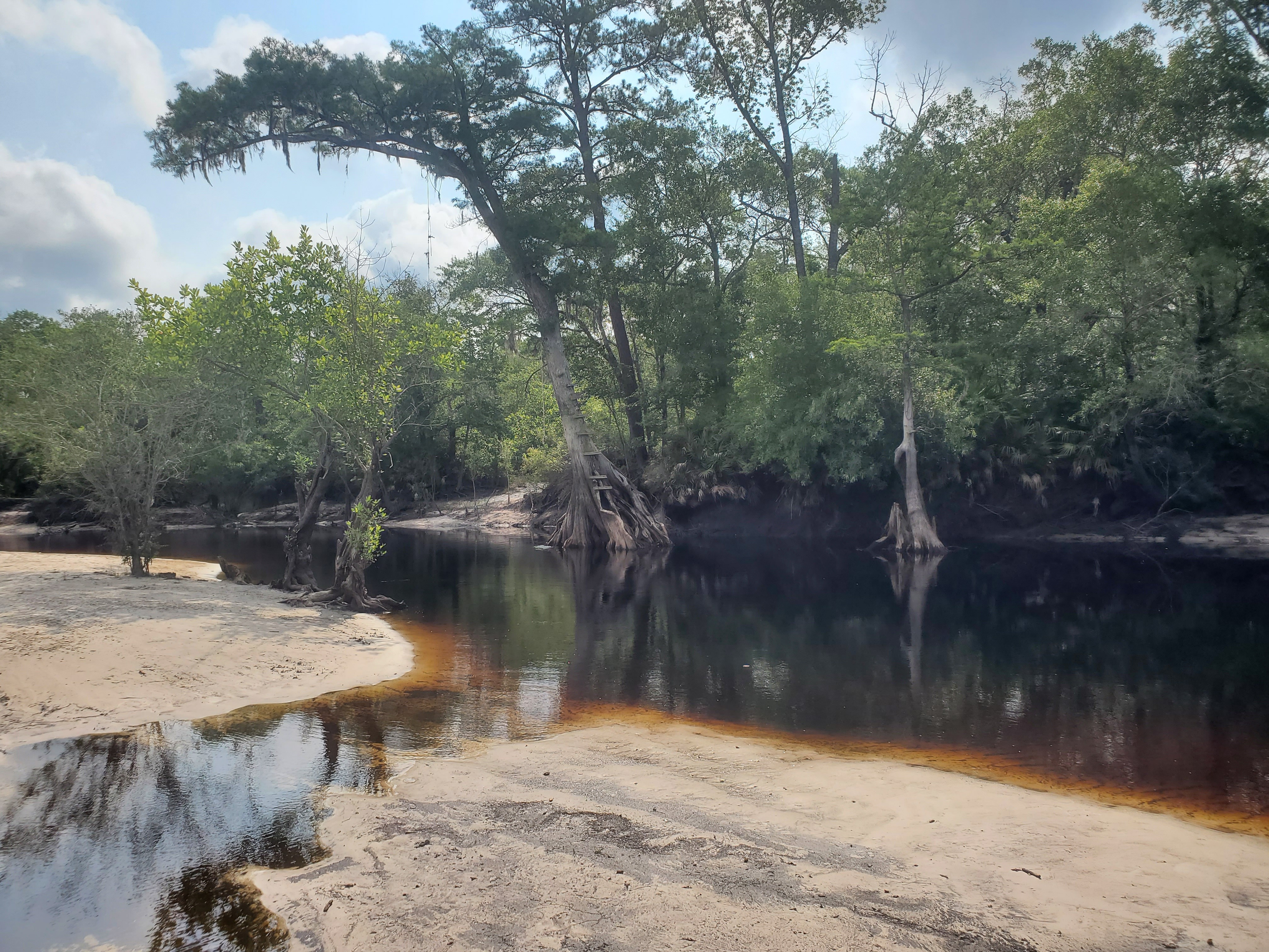 Suwannee River, downstream from Fargo Ramp, 10:18:04, 30.6825526, -82.5599665