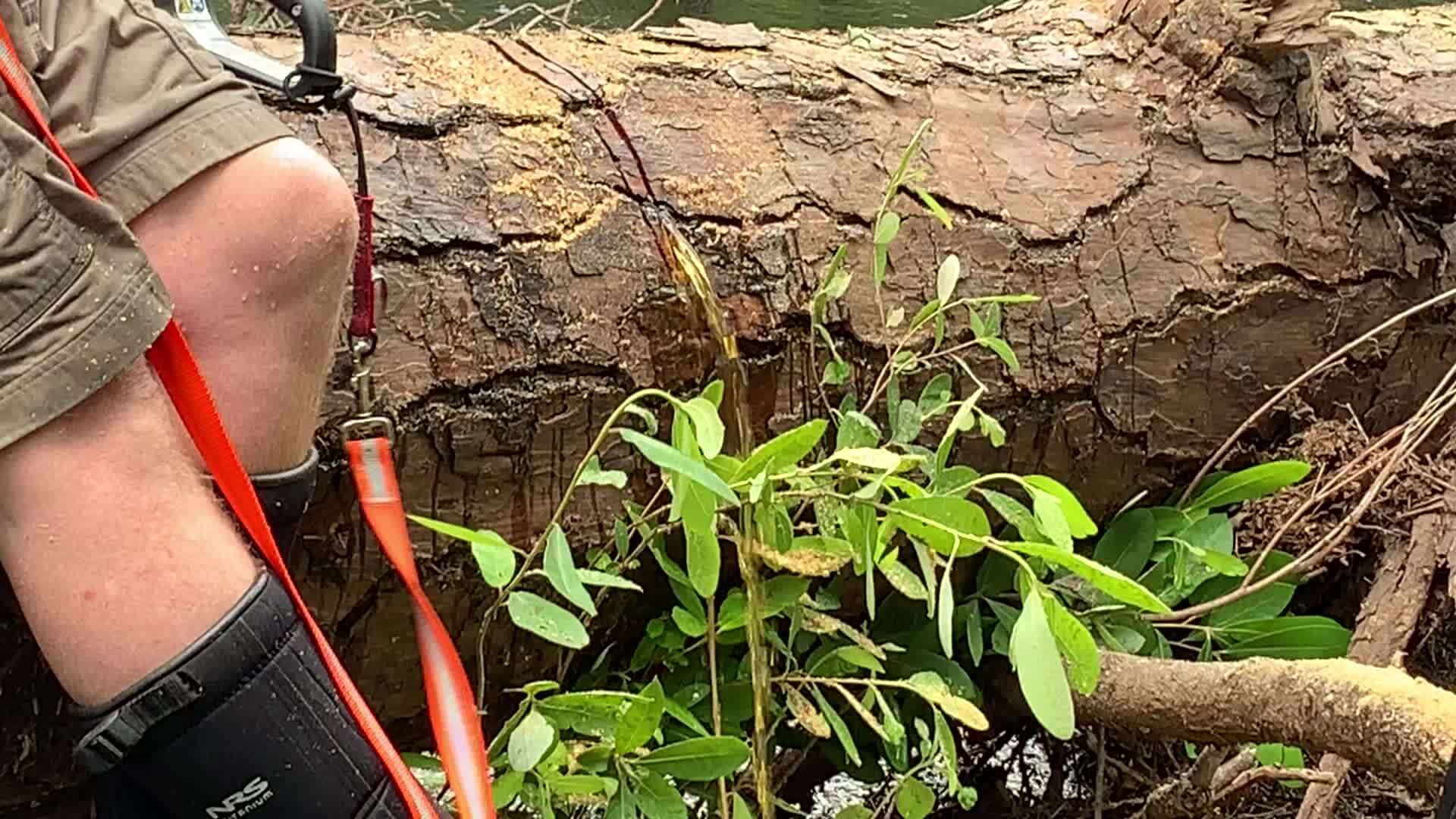 Movie: Tree water pouring out of Drag Under Left --Shirley Kokidko (11M)