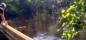 [Downstream, Withlacoochee River from Tyler Bridge]