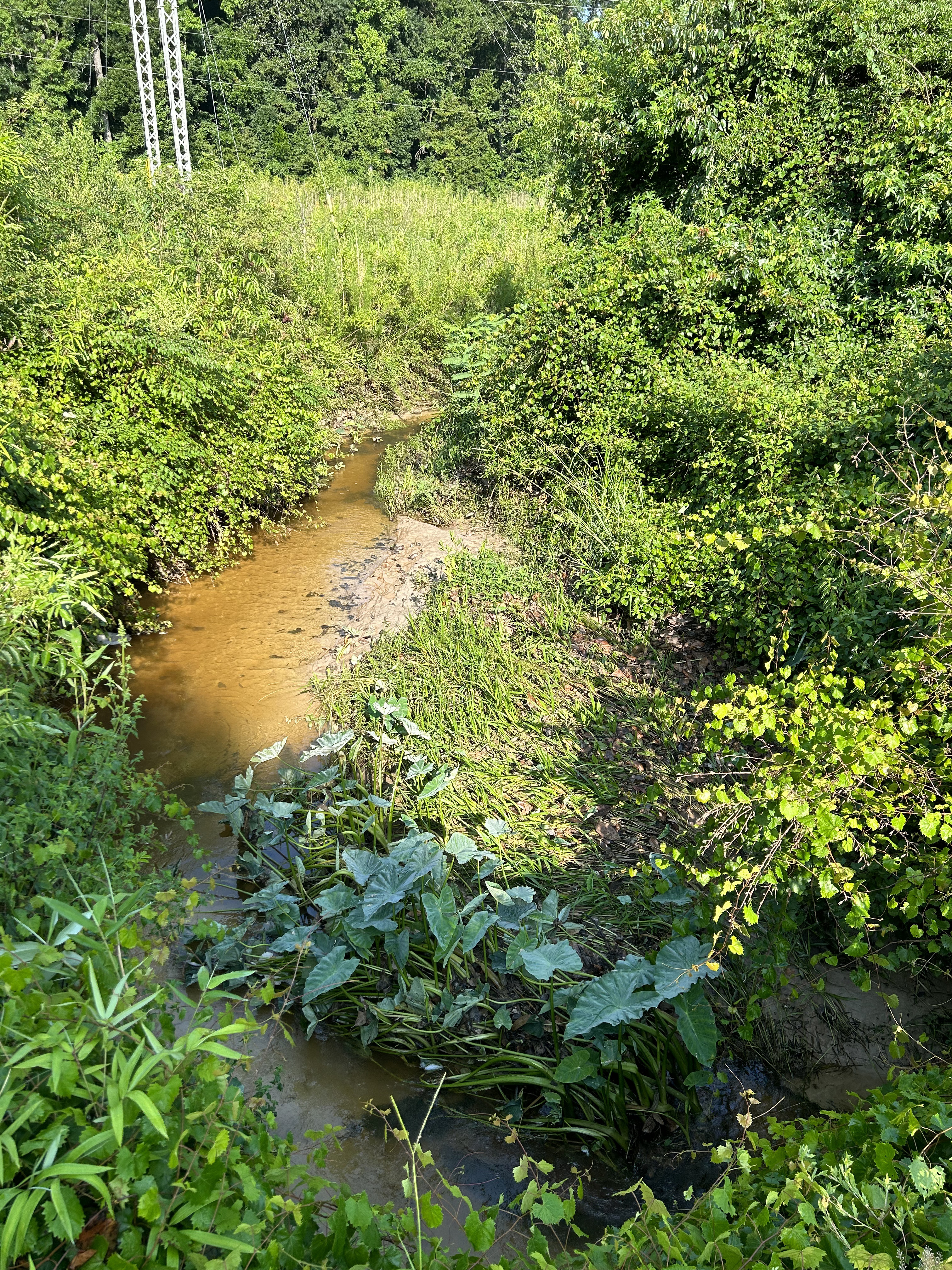 Crawford Branch, Withlacoochee River @ Skipper Bridge Road 2023-06-25