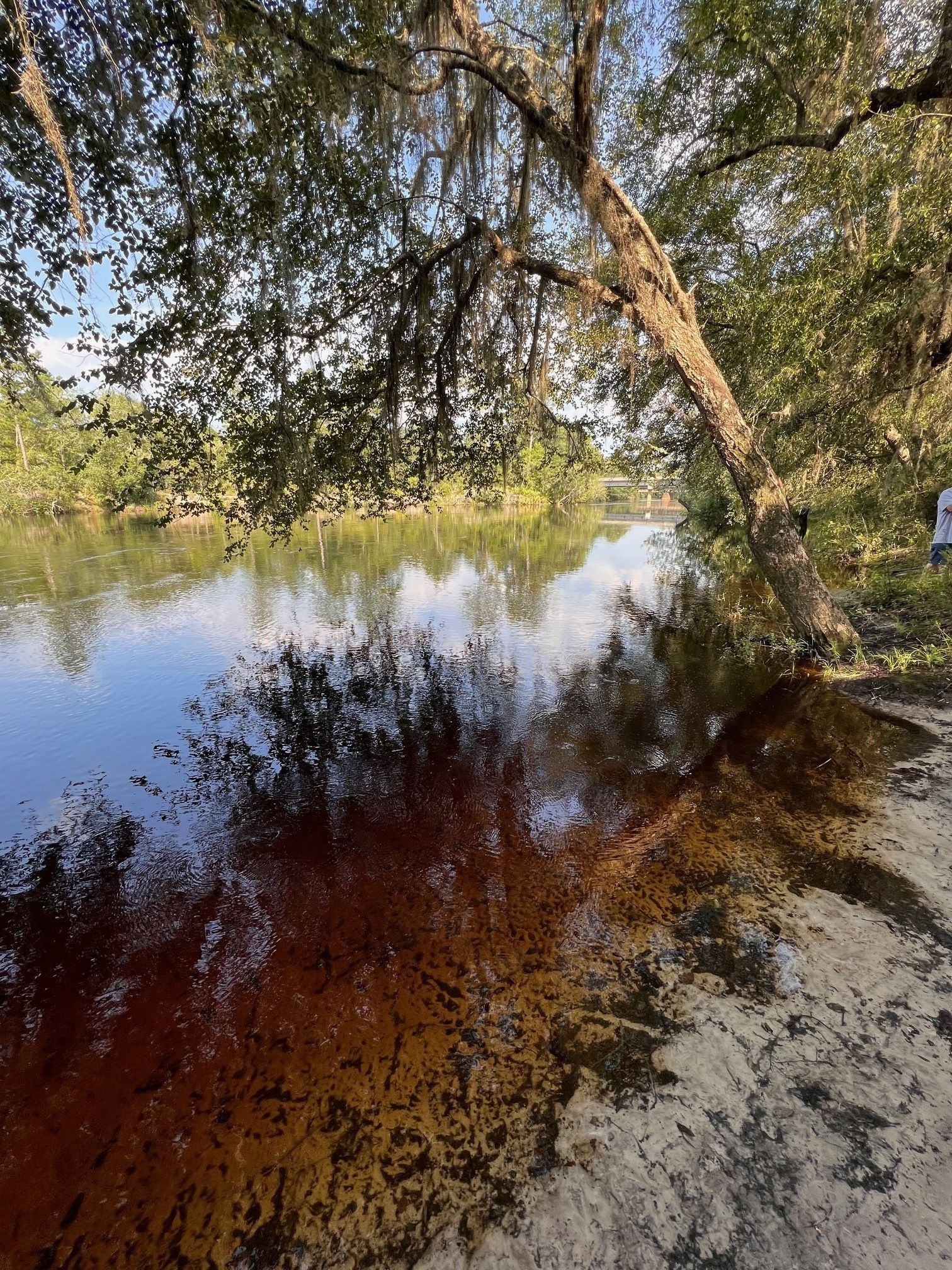 Naylor Park Beach @ US 84, Alapaha River 2023-06-25