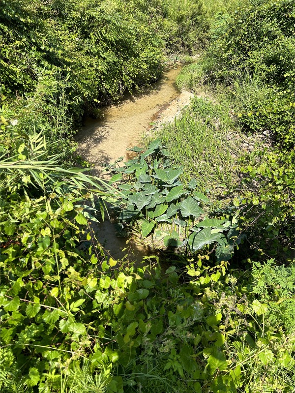 [Crawford Branch, Withlacoochee River @ Skipper Bridge Road 2023-06-29]