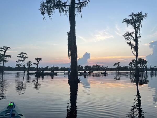 Sunset bat tree --Gee Edwards