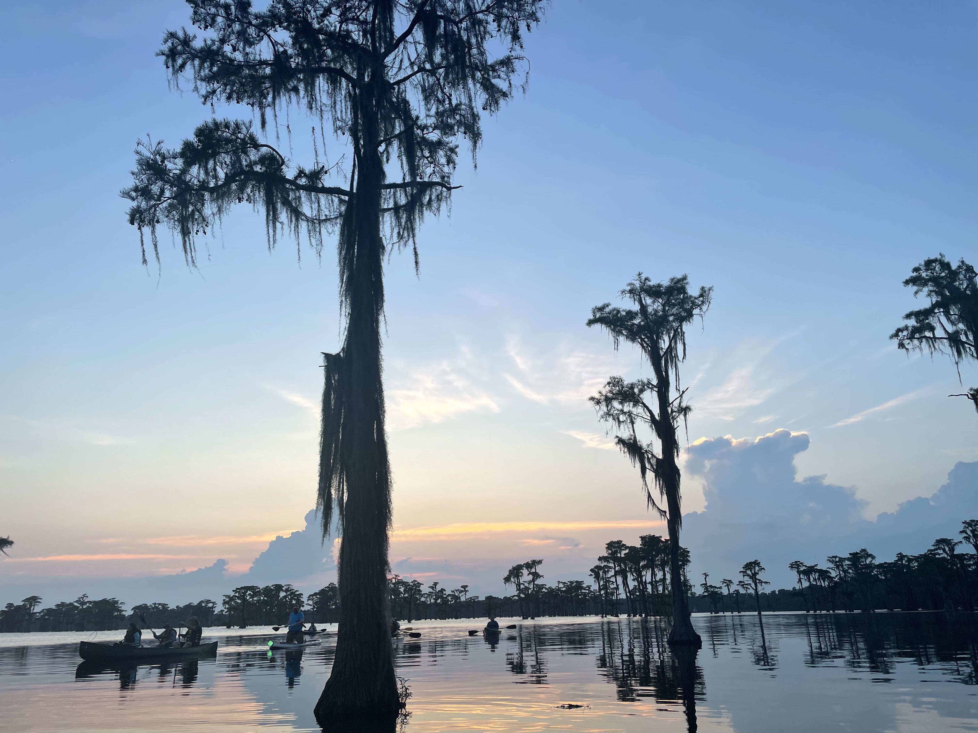 Sunset cypress bat tree --Gee Edwards