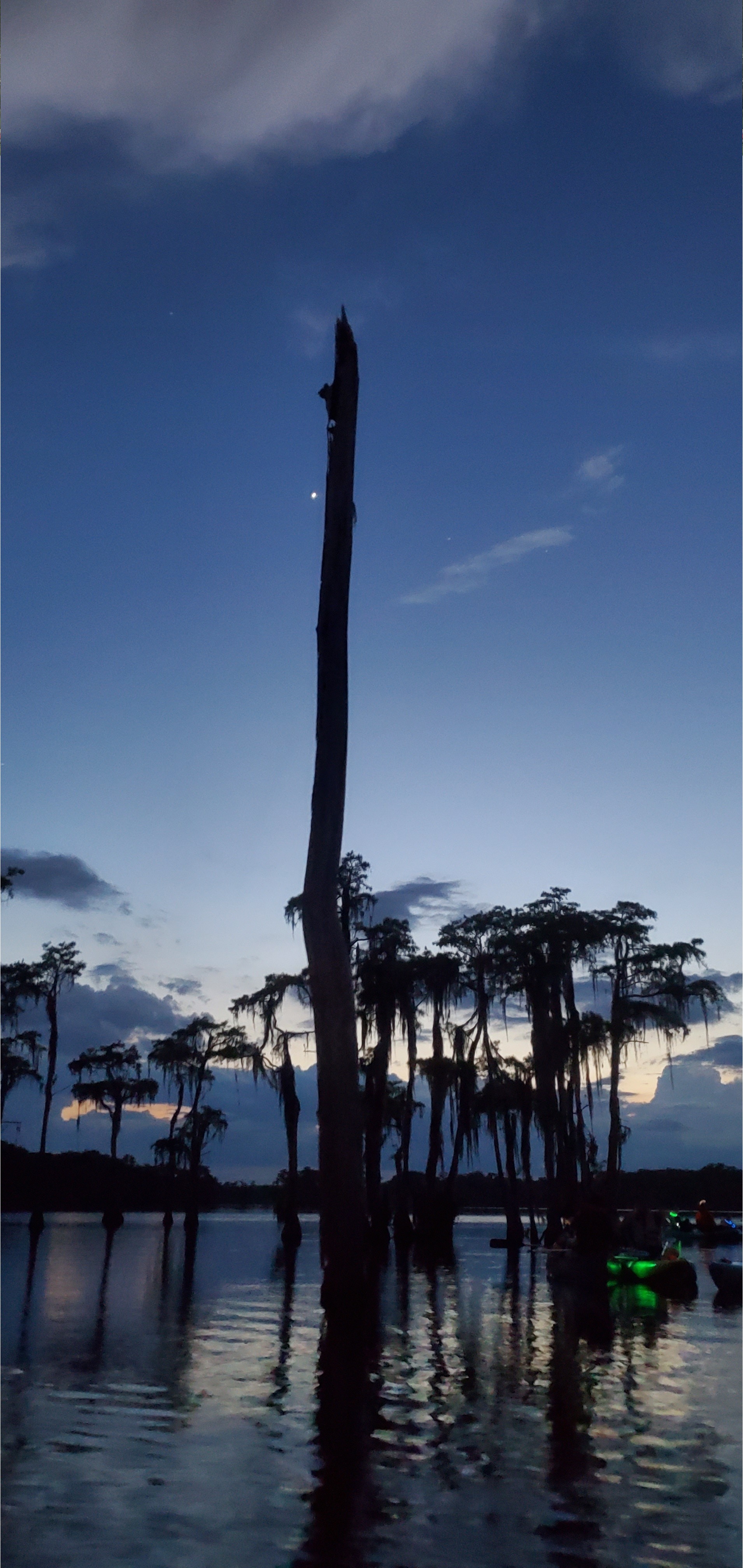 Portrait Mars, Venus, bat tree