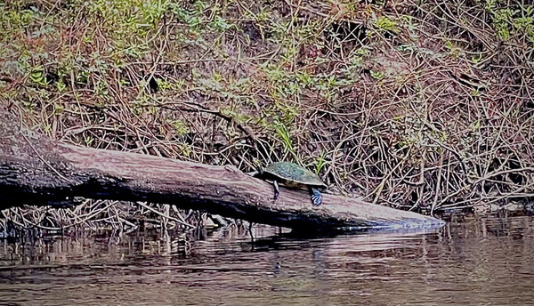 Turtle, Withlacoochee River --Shirley Kokidko