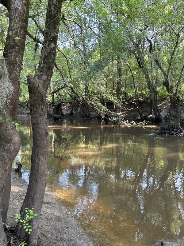 [Franklinville downstream, Withlacoochee River @ Frankinville Road 2023-07-20]