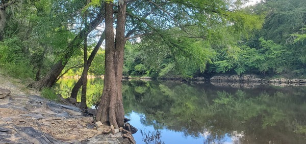 State Line Boat Ramp downstream, Withlacoochee River @ Madison Highway 2023-08-03