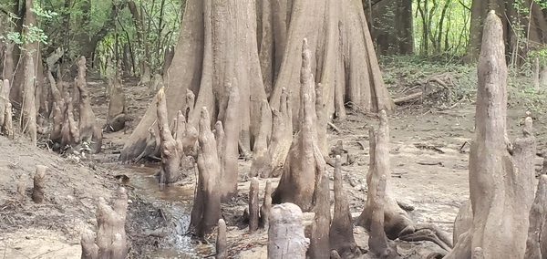 [Cypress knees with water flow, 12:06:57, 30.6955920, -83.4432170]