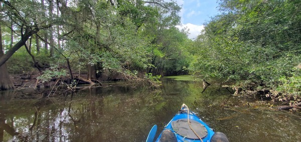 Green slough context, 13:45:21, 30.6862668, -83.4267328