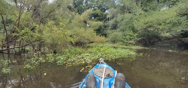 Context, Floating Marsh Pennywort, 14:14:29, 30.6893958, -83.4219618