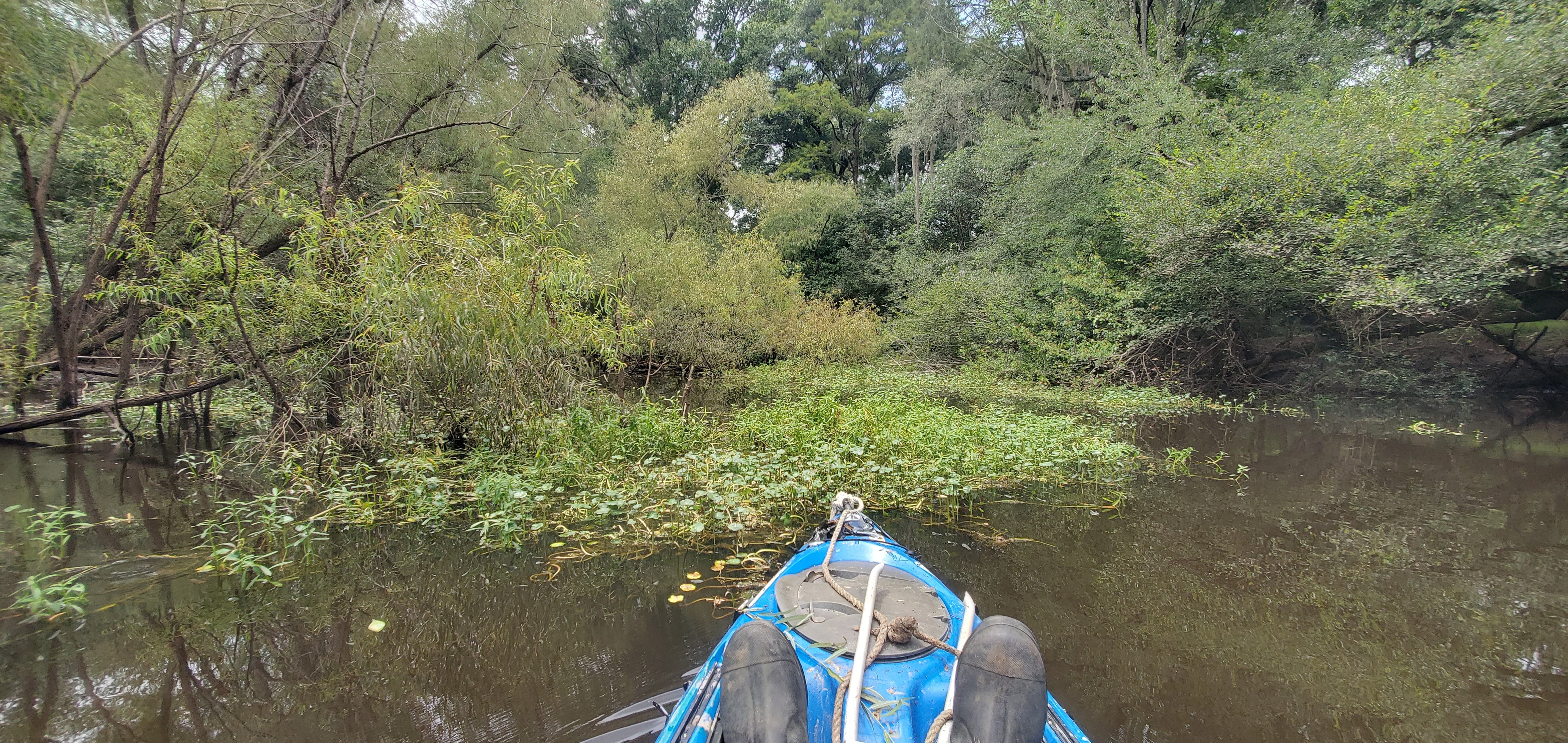 Context, Floating Marsh Pennywort, 14:14:29, 30.6893958, -83.4219618