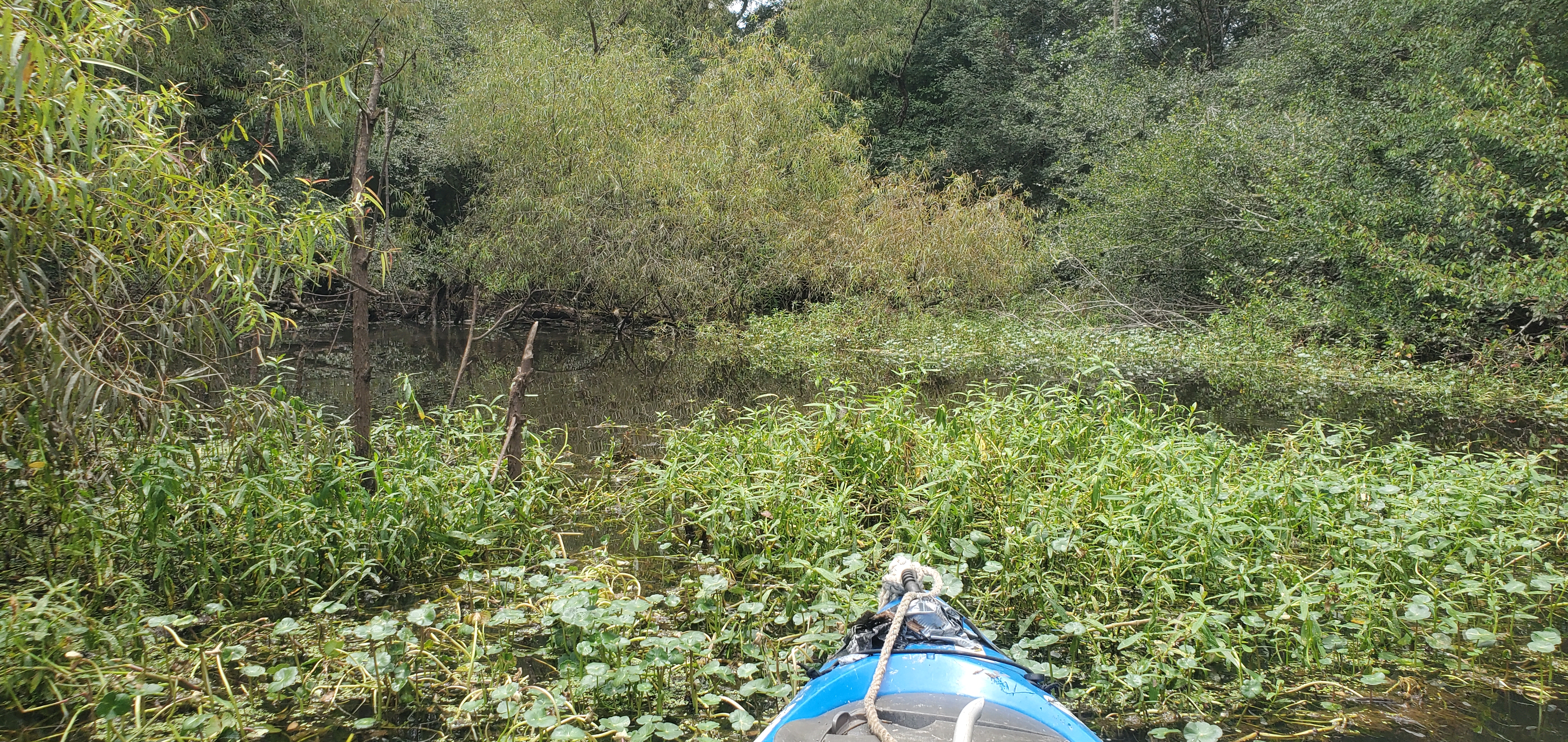 Closer, Floating Marsh Pennywort, 14:14:33, 30.6893960, -83.4219620