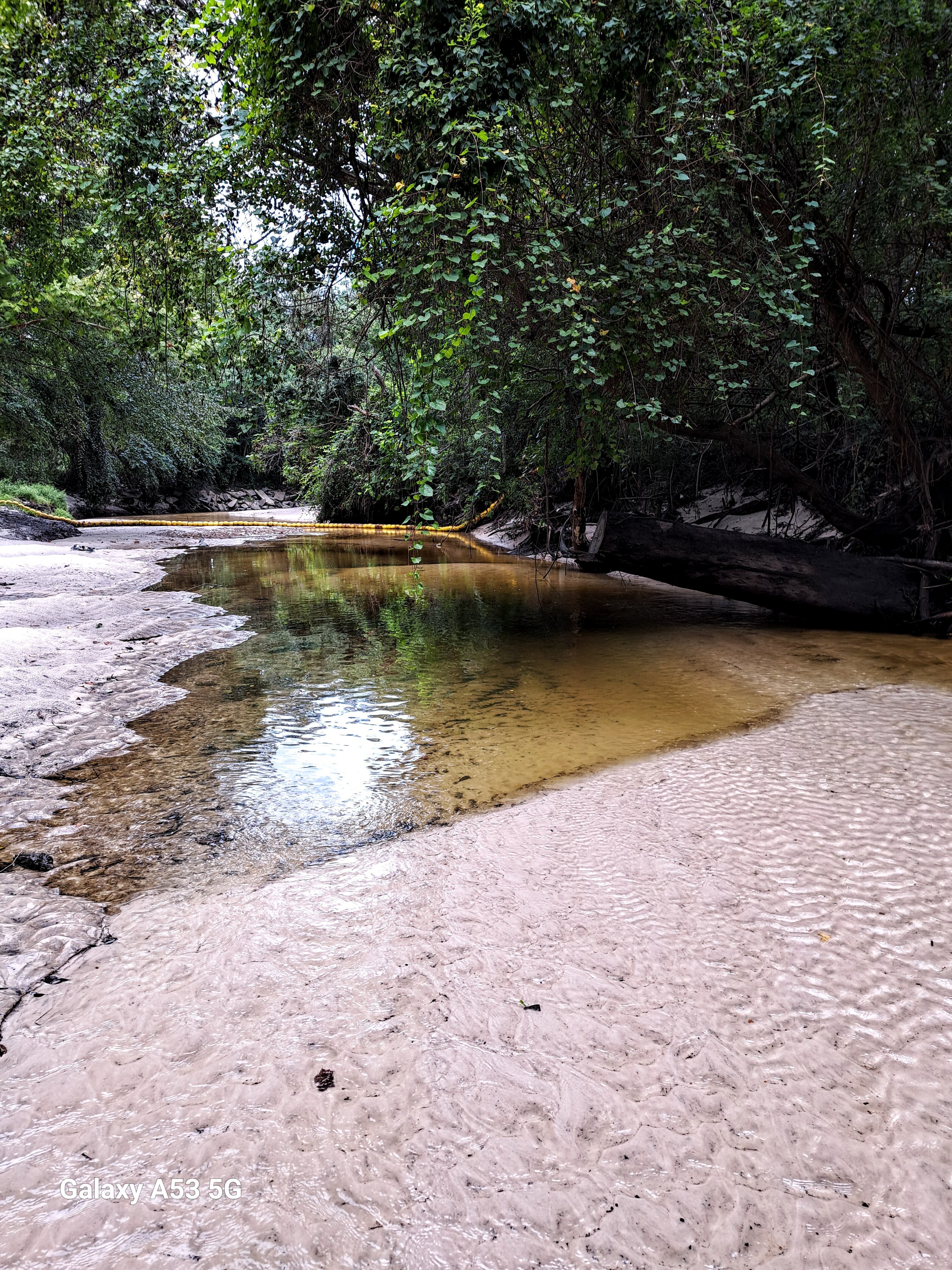 Sugar Creek, Withlacoochee River @ Gornto Road 2023-08-17