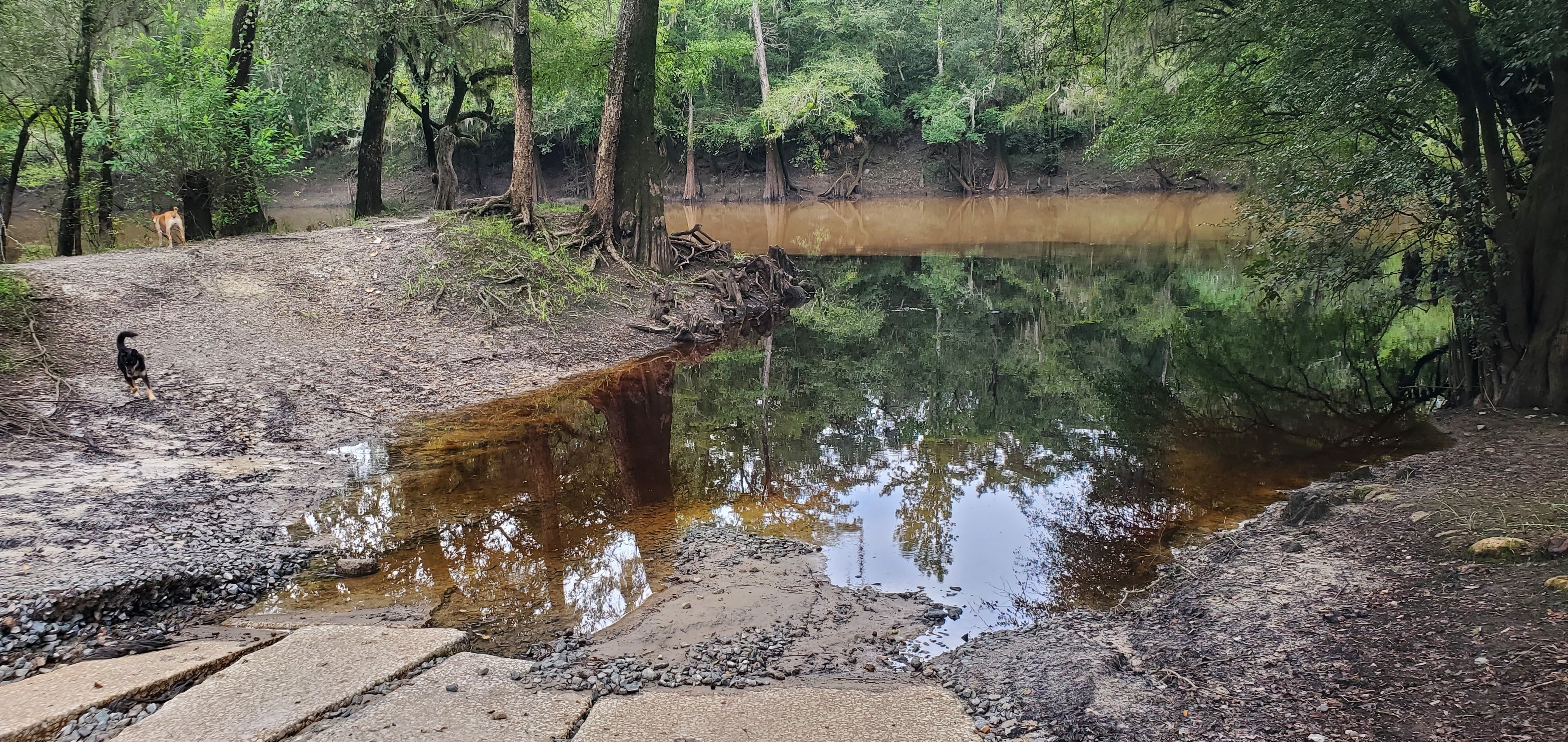 Muddy Withlacoochee River, Knights Ferry Boat Ramp 2023-08-17