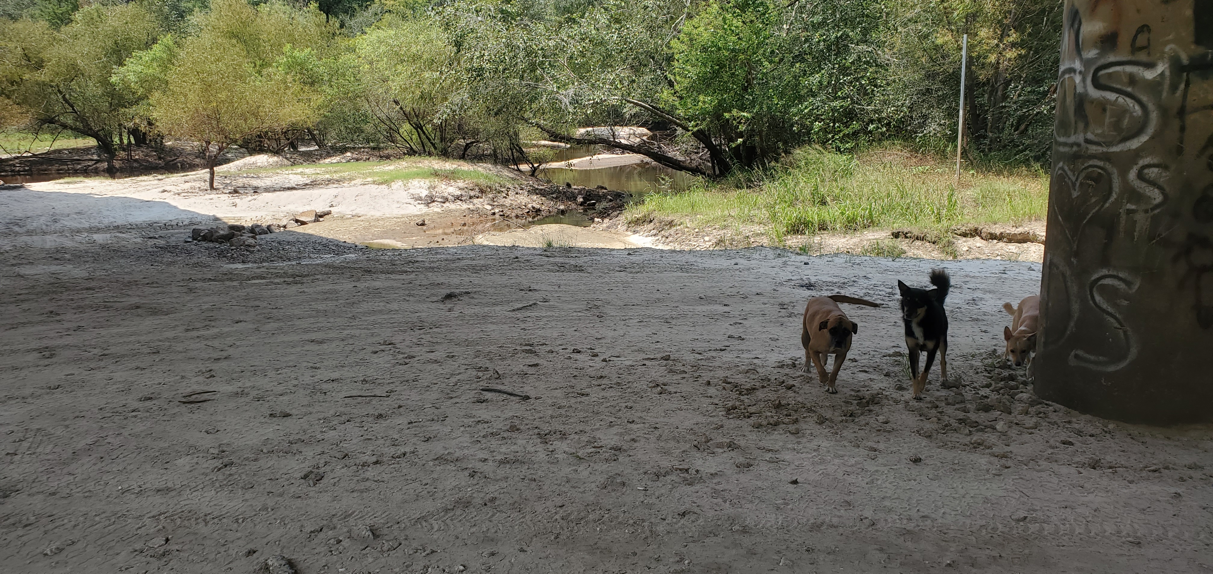 Dogs on the beach, 2023:08:23 14:17:22, 31.0004739, -83.4565287