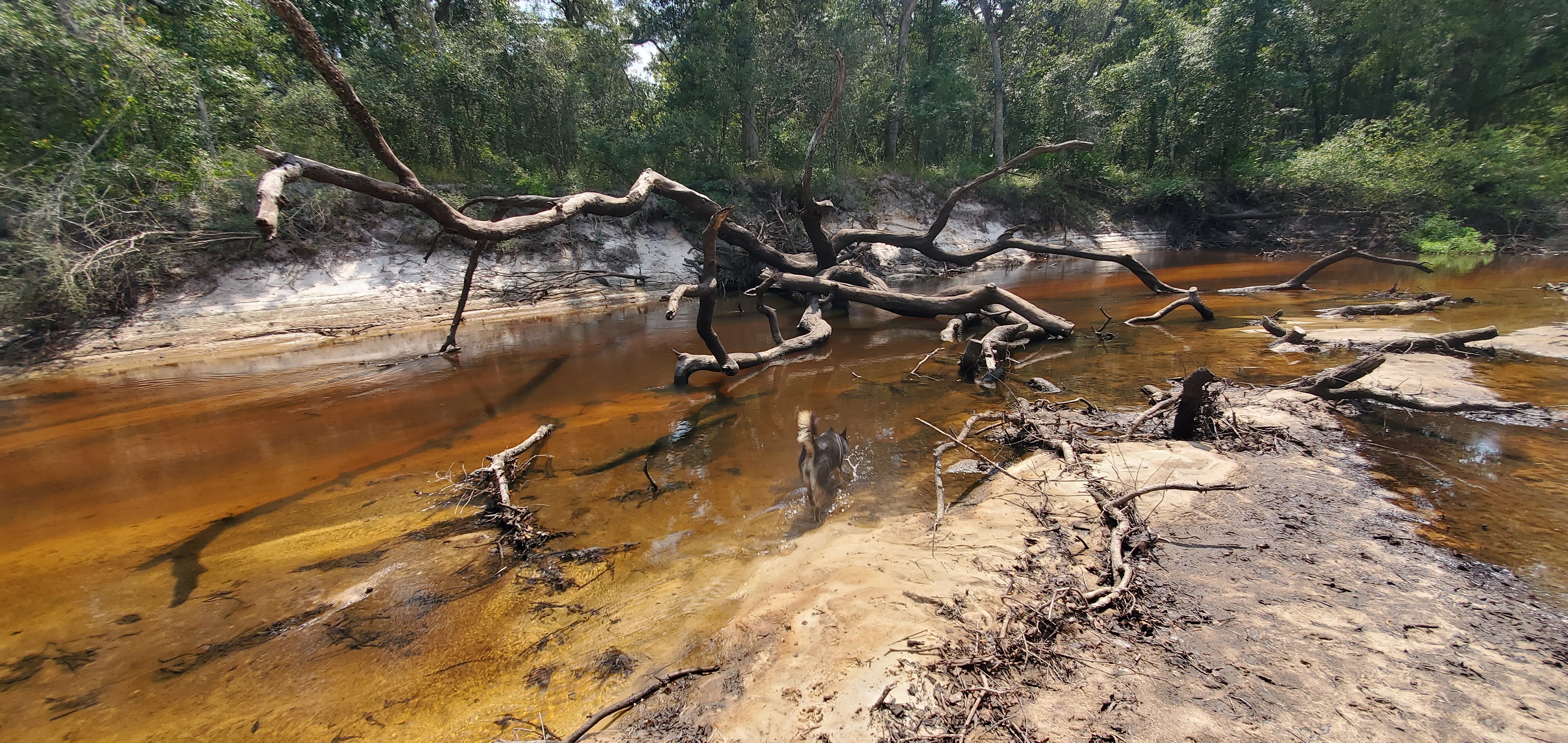 Downstream beach deadfall, 2023:08:23 14:23:09, 30.9991745, -83.4559399