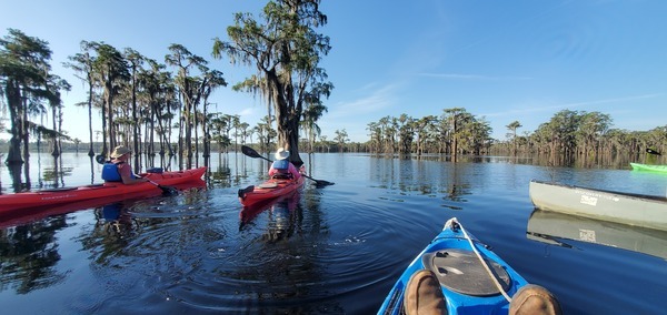 Boats at a bat tree