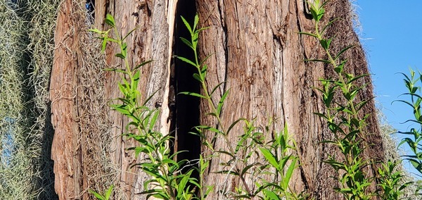 [Bats inside a bat tree]